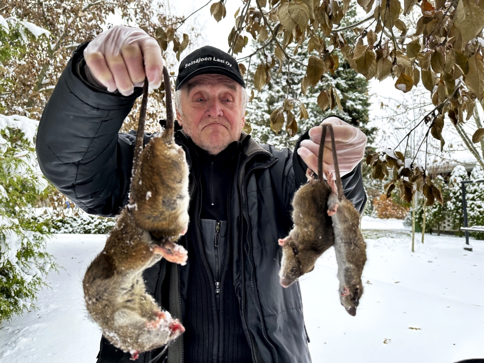 Matti Jaskari on pyydystänyt tontiltaan rottia tämän talven aikana.  
