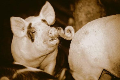 Suomen sikayrittäjät vaatii EU:hun totaalikieltoa sikojen hännän katkaisuun  | Ilkka-Pohjalainen