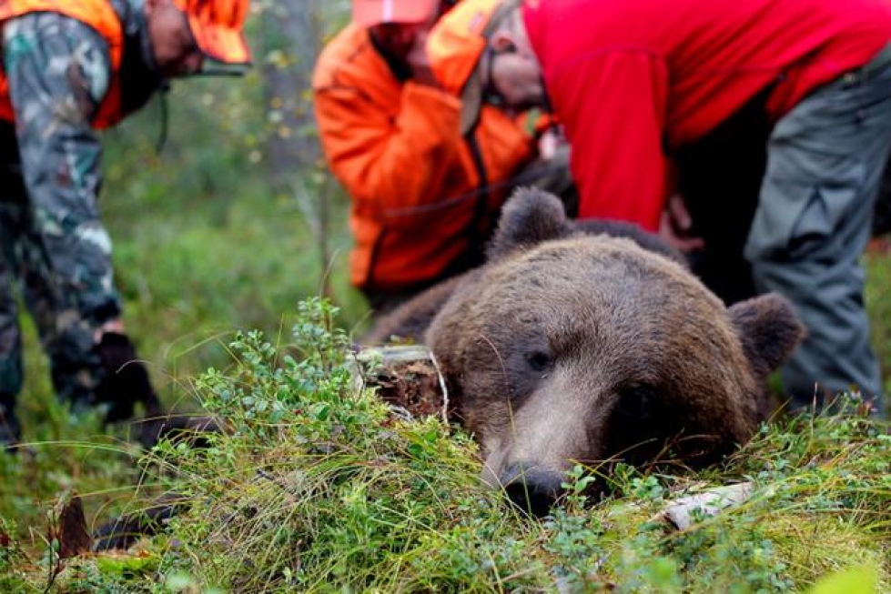 Tämä karhu kaatui Vimpelin Sääksjärvellä elokuussa 2013. Arkistokuva.
