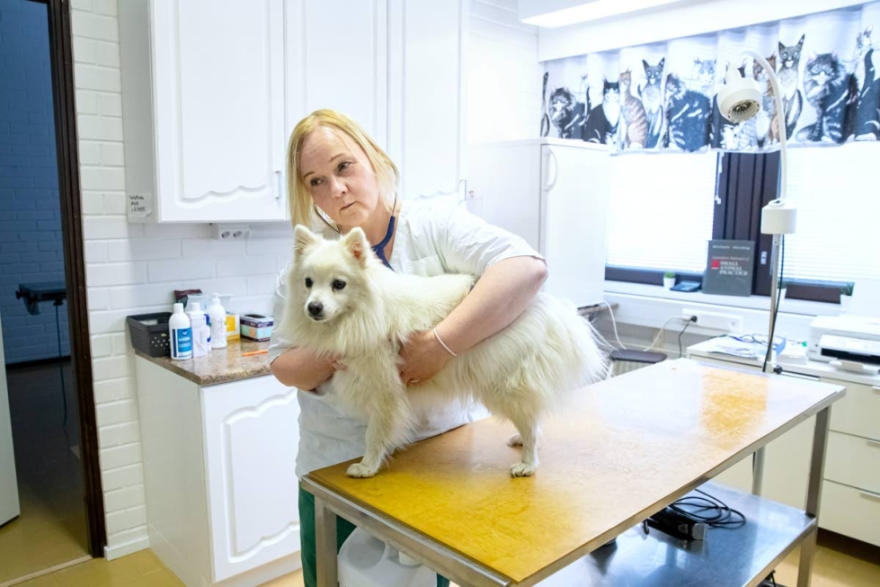 Susanna Bomanin oma koira, japaninpystykorva Jade on tottunut eläinlääkärin käsittelyyn.