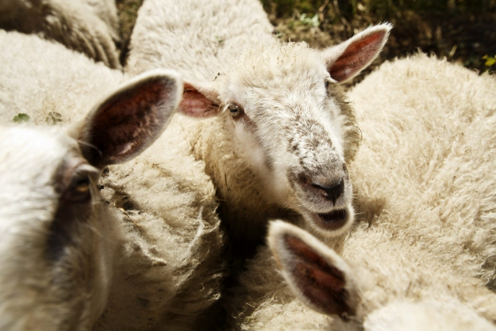 Lampaiden laittomia teurastuksia epäillään tehdyn Pohjanmaan lisäksi myös muualla. Kuvan tila tai eläimet eivät tiettävästi liity tapaukseen. LEHTIKUVA / RONI REKOMAA