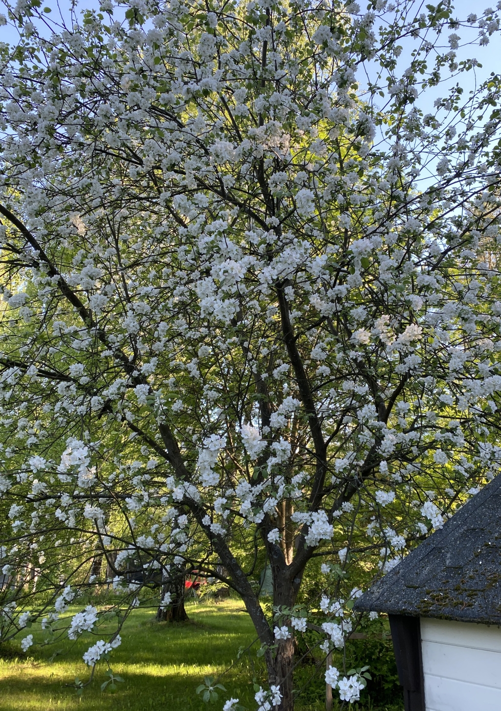 Omenapuut olivat täynnä kukkia 3. kesäkuuta