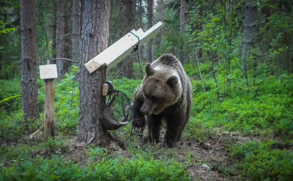 Pienpyydysrautaan tassunsa loukannut karhu tallentui Lieksassa asuvan Esa Muikun riistakameraan.