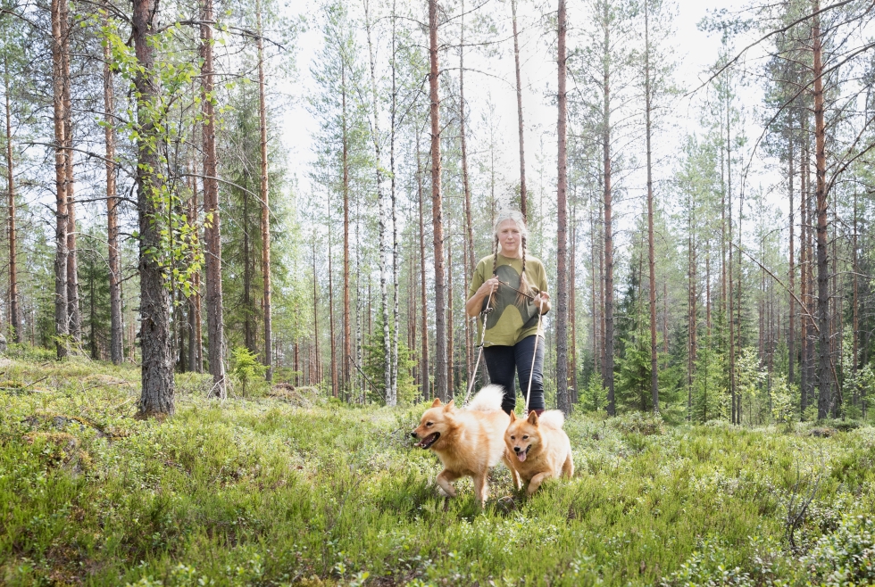 Heidi Lahtisen seitsemänvuotiaat suomenpystykorvat Shemeikka ja Ezhva ovat kotoisin Venäjältä. Tuontikoirat ovat Lahtisen tapa huolehtia rodun geenipohjan monimuotoisuudesta.