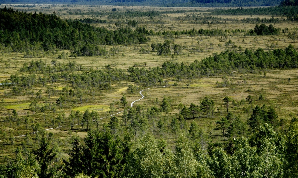 Suot ovat Euroopan luontotyypeistä uhanalaisin, ja Suomella on erityisvastuu soiden suojelusta. LEHTIKUVA / RONI REKOMAA