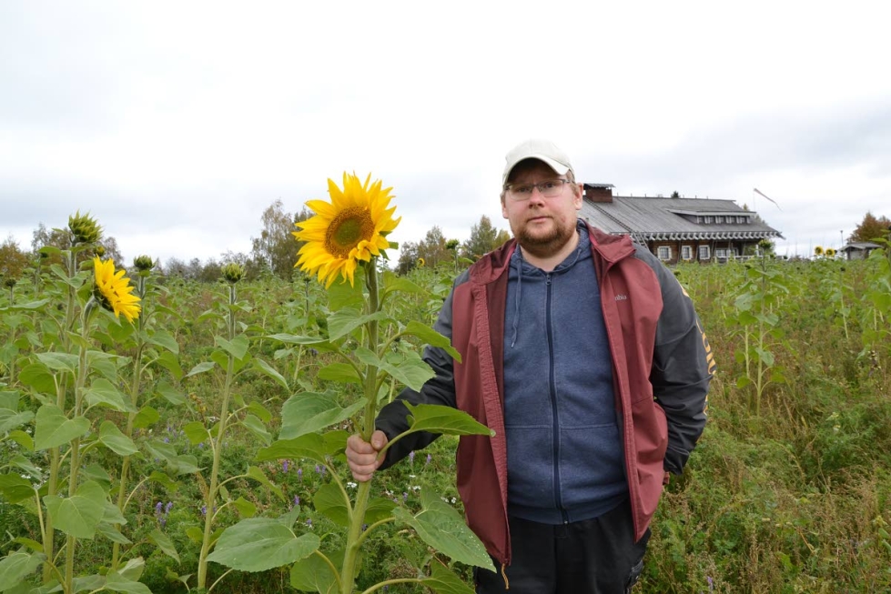Joonas Potkonen viljeli tänä kesänä Parppeinvaaran rinteillä Iivo-ruista sekä maisemapellossa auringonkukkaa, joka toimii viljan esikasvina.