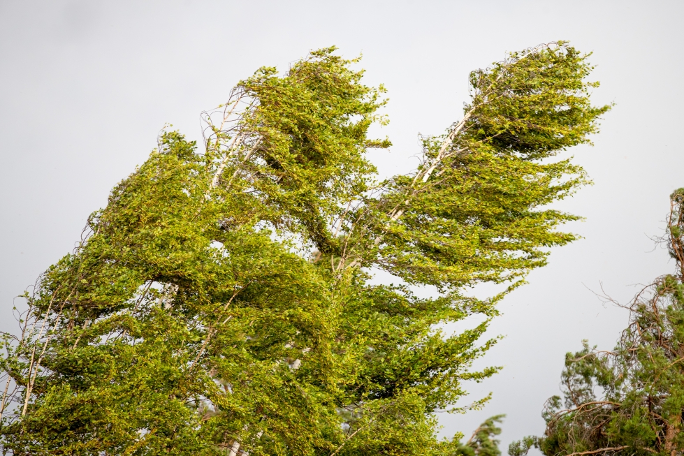 Voimakas tuuli on laittanut tänään puut koetukselle Pohjois-Karjalassa. Kuvituskuva.