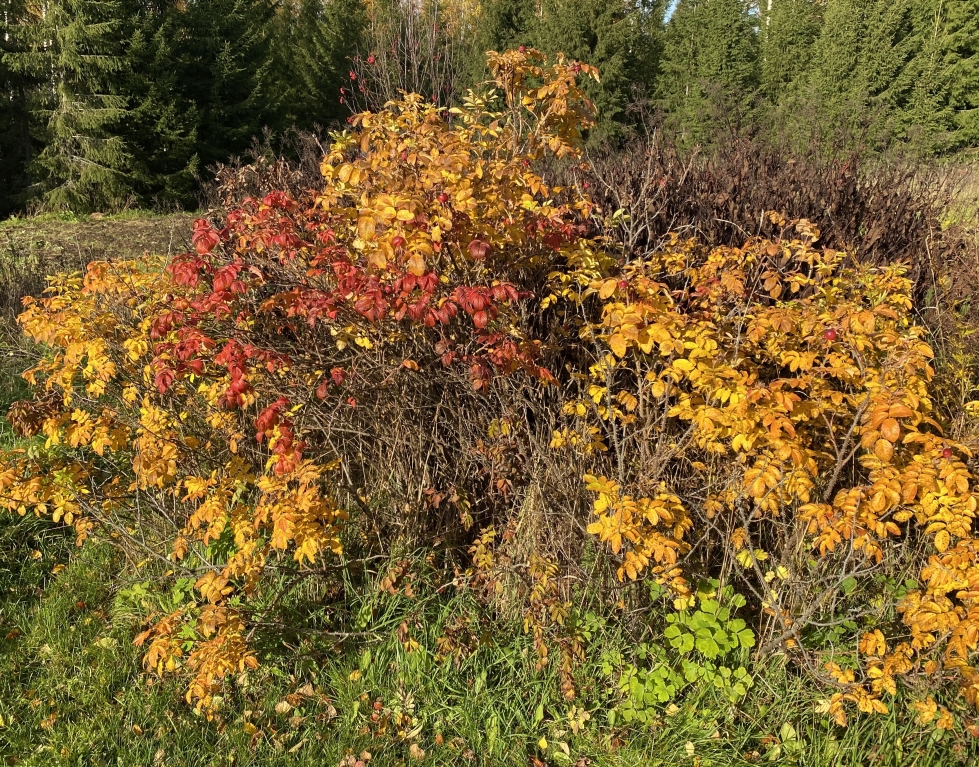 Lokakuun ruska on  kauneimmillaan Pohjois-Karjalassa.