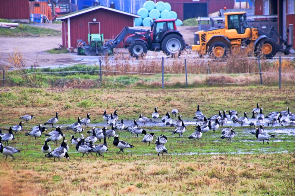 Valkoposkihanhet viihtyivät Koivikon pellolla, kun tutkijat, viljelijät ja viranomaiset naapurissa keskustelivat hanhien aiheuttamista ongelmista ja niiden ratkaisuista.