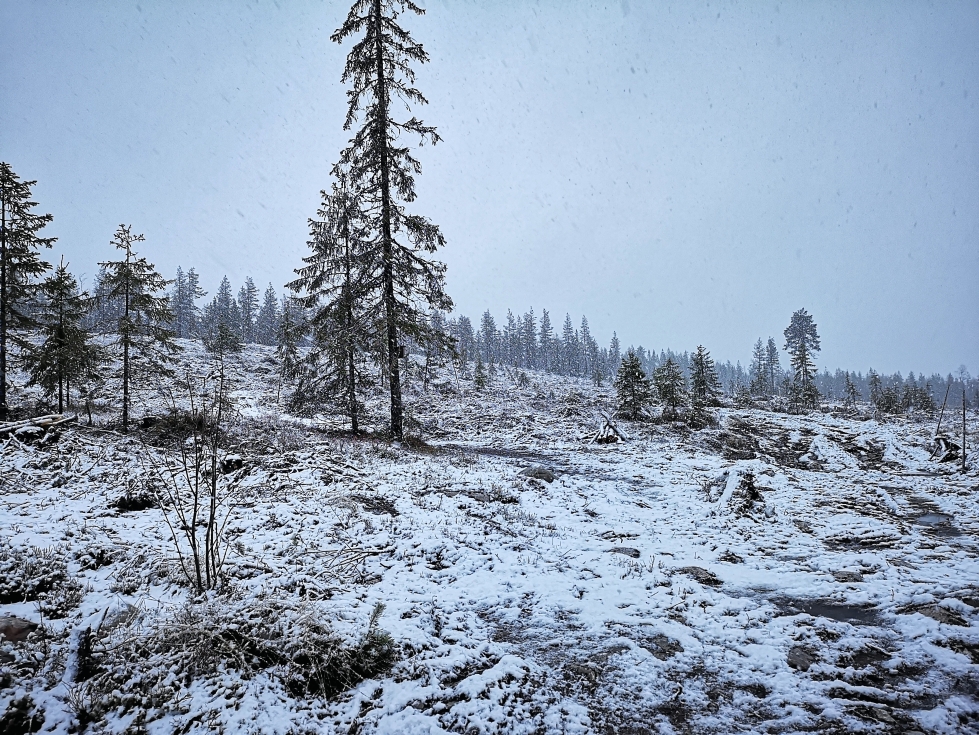 Lukijan kuva lauantailta Juuan Tahkovaarasta. Virallisella mittausasemalla Juuan Niemelässä lunta ei vielä ole tullut.