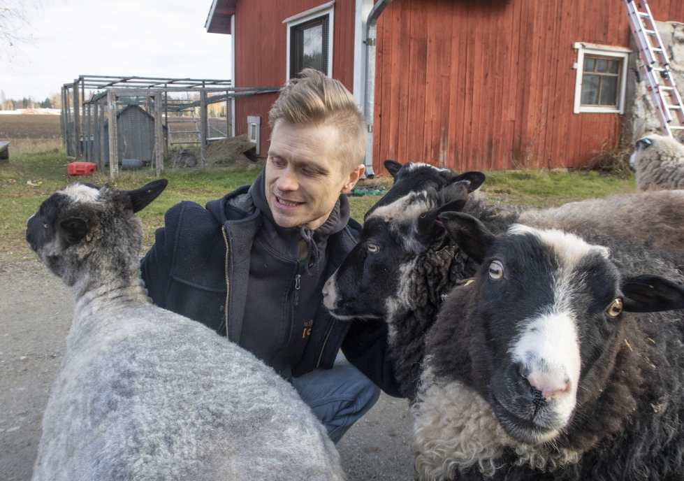 Leo Leinoa oli maanantaina töistä palatessa vastassa kainuunharmasrotuisten lampaiden lauma.