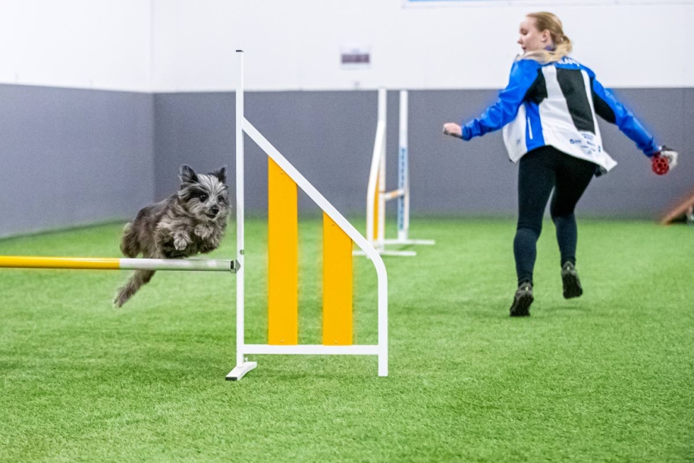 Maria Hirvonen ja hänen koiransa Miux ovat Pohjoismaiden mestareita agilityssa.