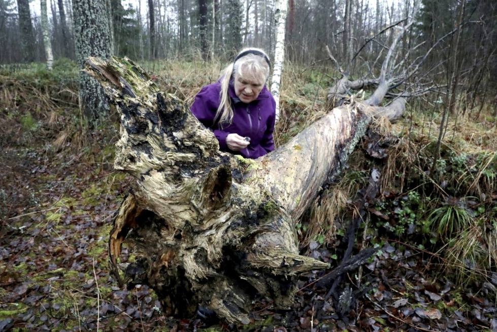 Marja Pennanen kulkee maastossa luuppi taskussa ja etsii millin kokoluokkaa olevia kotelosieniä ja limasieniä muun muassa puiden rungoilta.