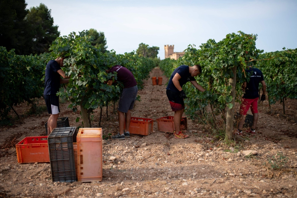 Espanja on kolmanneksi suurin viinintuottaja Italian ja Ranskan jälkeen. LEHTIKUVA/AFP