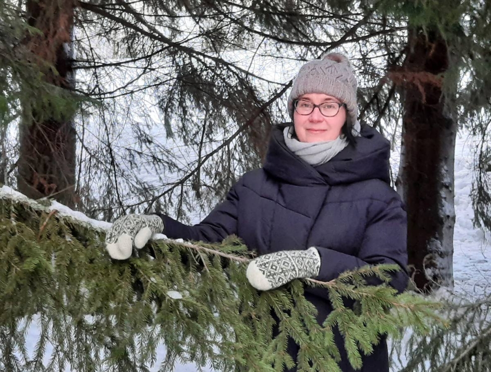 Nina Kekäläinen kerää myös kuusenkerkkiä, joita hän saa oman pihansa puista. Arkistokuva.