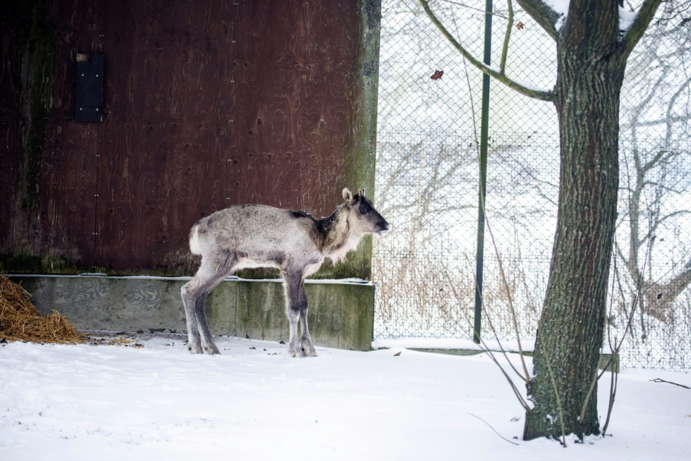 Helsingissä lauantaina kiinni otettu peuraeläin on herännyt uuteen päivään. Kuva sunnuntailta. LEHTIKUVA / handout / Korkeasaari Zoo