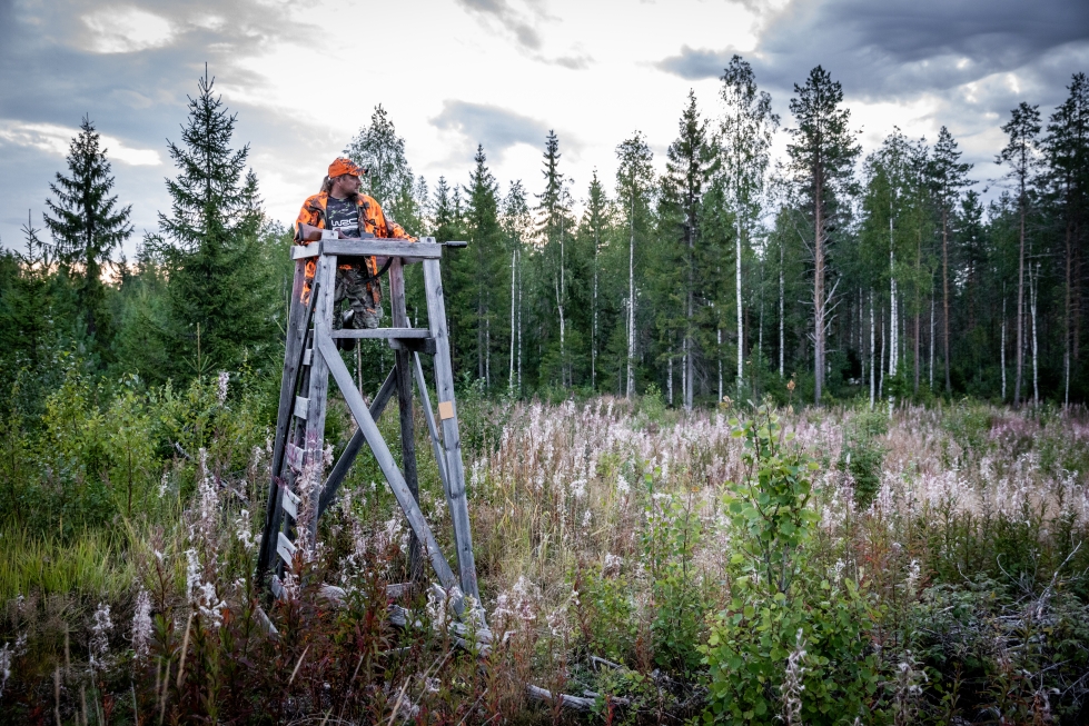 Metsästys on vähentänyt karhukantaa Pohjois-Karjalassa.