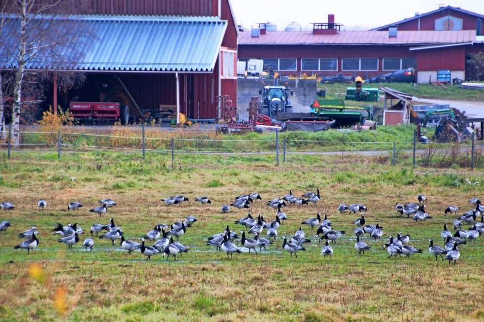 Muuttomatkoillaan pelloilla ruokailevat valkoposkihanhet ovat aiheuttaneet Pohjois-Karjalassa suuria vahinkoja. Kuvan hanhet piipahtivat viime syksynä Kiteellä Koivikon pellolla.