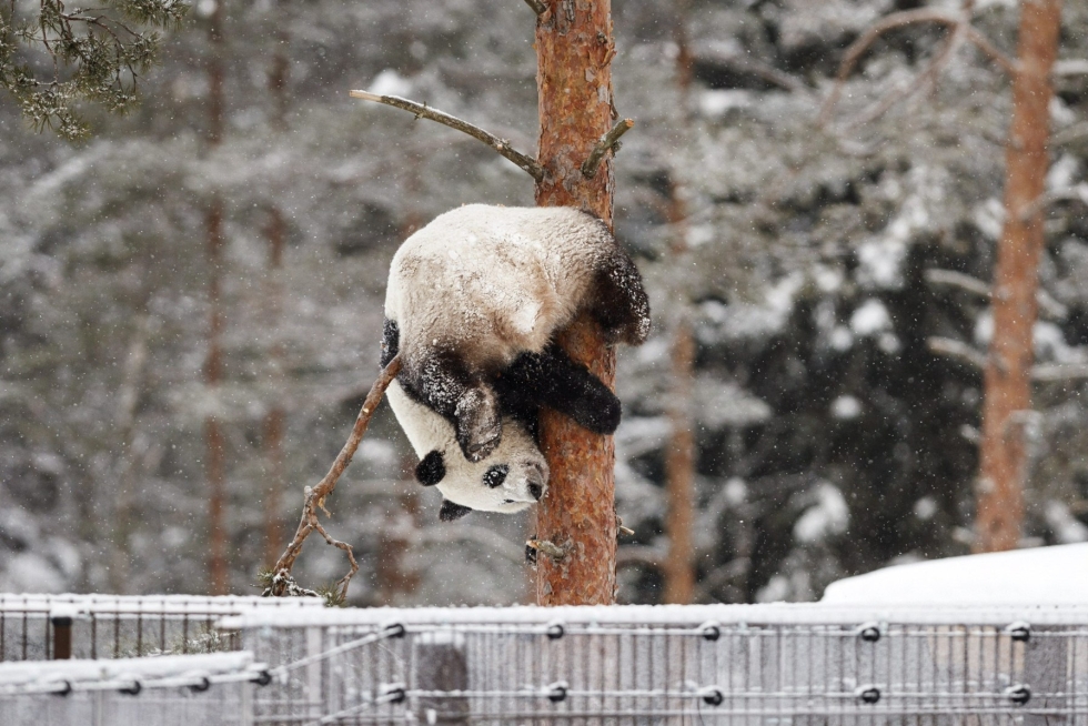 Lumi-panda kuvattiin Ähtärissä vuonna 2018. 