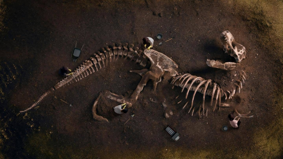 Tyrannosaurus rexin fossiileja on löytynyt useita. Osa niistä on jopa täydellisesti säilynyt.