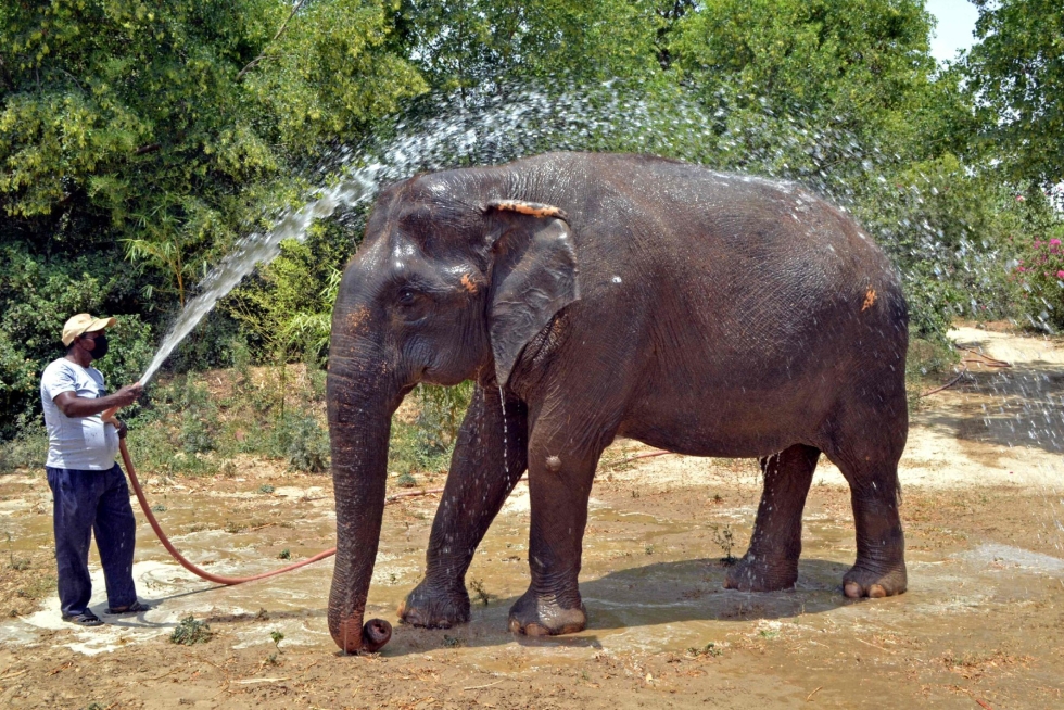 Norsu sai vilvoitusta vedestä eläintenhoitajalta Intiassa. LEHTIKUVA / AFP 
