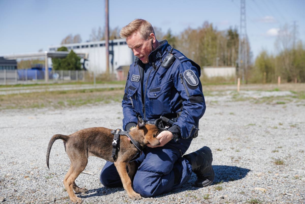 11-viikkoinen Jehu-koira viettää kolmatta viikkoa poliisikoiraharjoitteluaan Joensuun poliisiasemalla - "Aamulla teimme tottelevaisuusharjoituksia ja kävelimme kaupungilla", koiranohjaaja Petri Vuorma kertoo