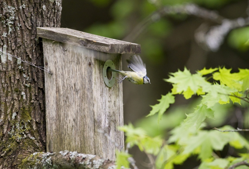 Bongaa päivä pihalla -tapahtumassa lintuja on määrä havainnoida kotipihassa tai mökillä. Kuvassa sinitiainen. LEHTIKUVA / JARNO MELA