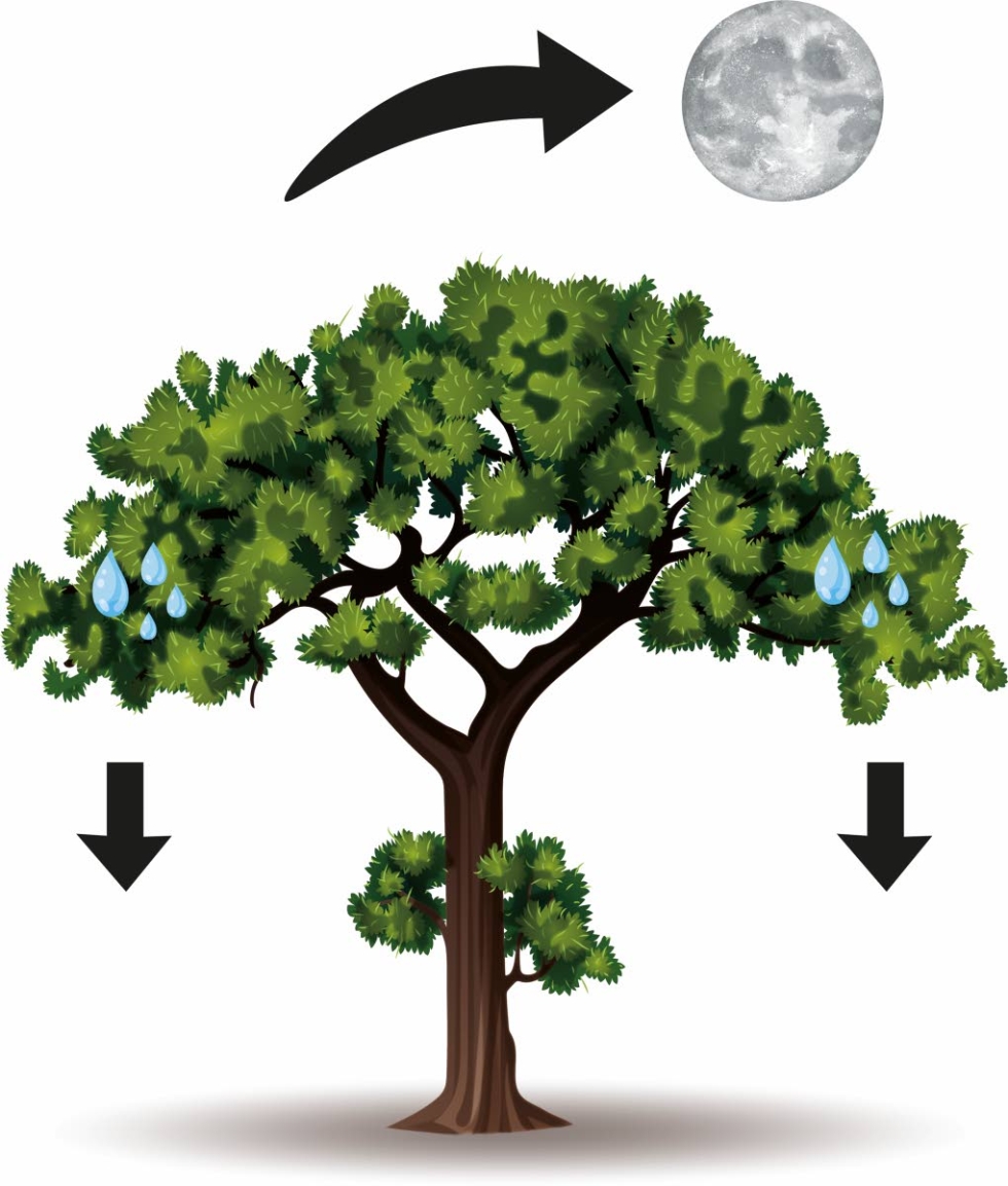 Yöllä puun vesivarastot täydentyvät, jolloin neulasten tai lehtien sekä oksien paino kasvaa.