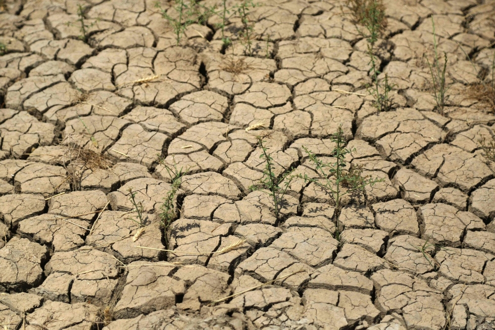 1,5 asteen lämpenemisen rajan ylittämisen jälkeen ilmastovaikutukset tulevat kasvavissa määrin haitallisemmiksi ihmiskunnalle ja koko planeetalle. Kuva kuivuneesta peltomaasta on otettu huhtikuussa Diwaniyan alueella Irakissa. LEHTIKUVA / AFP