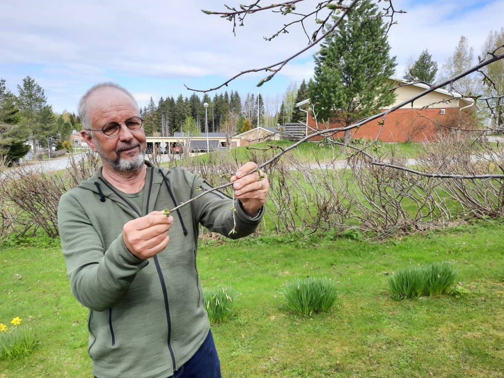 Juha Hurmalaisen pihalla kasvaa useita eri puulajeja. Hän on myös istuttanut sinne hedelmäpuita.