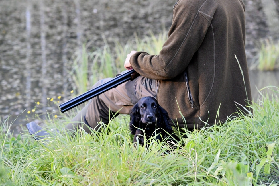 Maksuttomia valtakunnallisia metsästyslupia on saanut vuosittain muutama kymmenen ihmistä. LEHTIKUVA / JUSSI NUKARI