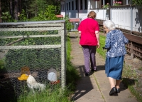 Pyhäselässä sijaitsevan Hoivakoti Iltarauhan kesäkanojen seuraaminen on yksi Annikin, 88, mielipuuhista: "Tänä kesänä pikkulinnut pääsivät häkkiin helpolle ruoalle ja kukko ei ole moksiskaan"