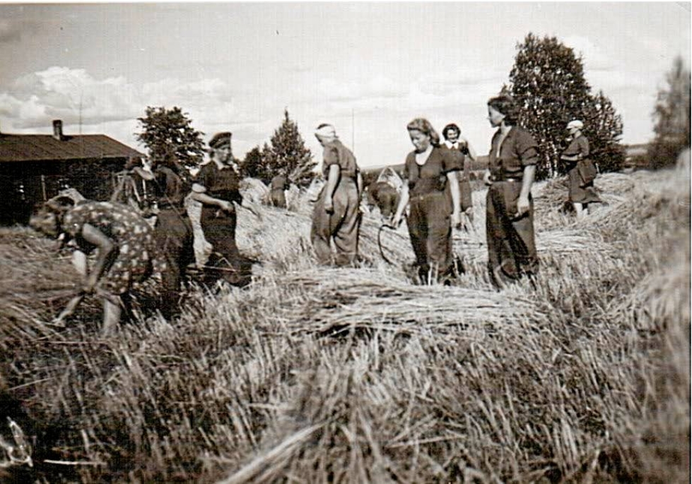 Harvinainen kuva kurileiriläisistä leikkaamassa ruista Haapakorven pellolla Lapinlahdella vuonna 1943. Kuva: Milma Mäkisolan kotialbumi