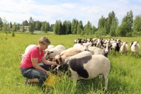 Polvijärven keskustan lähellä laiduntavista lampaista on tullut suosittu nähtävyys, vaikka lähialueen susihavainto aiheuttaa huolta – "Jos pedot kiinnostuisivat lampaista, niin tähän pitää rakentaa petoaita"