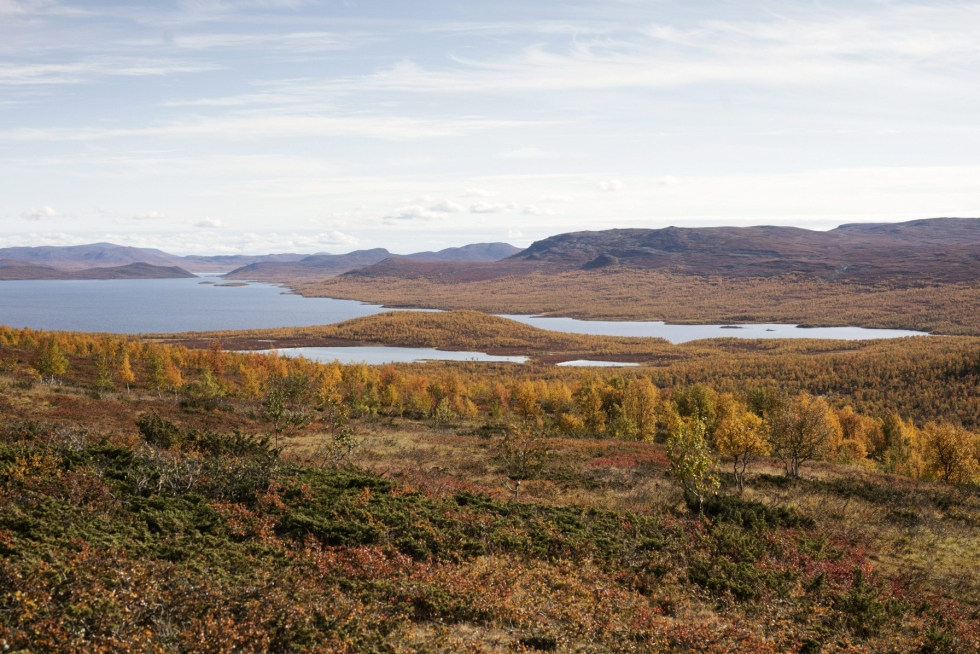 Tutkimuksen mukaan pohjoisen Suomen olosuhteet muistuttavat nykyään maan keskiosien aikaisempaa ilmastoa. Kuva Mallan luonnonpuistosta. LEHTIKUVA / Roni Rekomaa