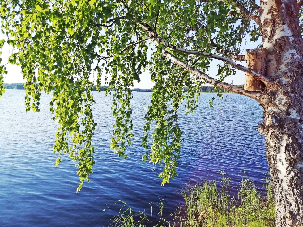 Lukijan kuva Nurmesjärven rannalta.