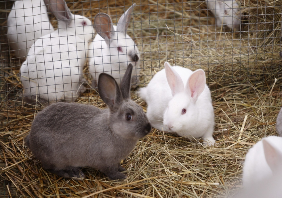Vuonna 2020 Suomessa oli Eläinten hyvinvointikeskuksen mukaan toistakymmentä kaninlihaa myyvää ammattituottajaa ja parisataa omatarvetuottajaa. Muualla Euroopassa lihakanien kasvatus on paljon yleisempää. LEHTIKUVA / Kalle Parkkinen
