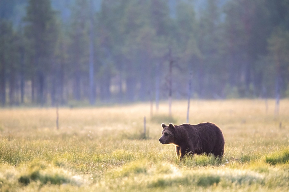 Maa- ja metsätalousministeriön asettama karhun metsästyskiintiö on kaikkiaan 346 karhua. Lehtikuva / Anni Reenpää