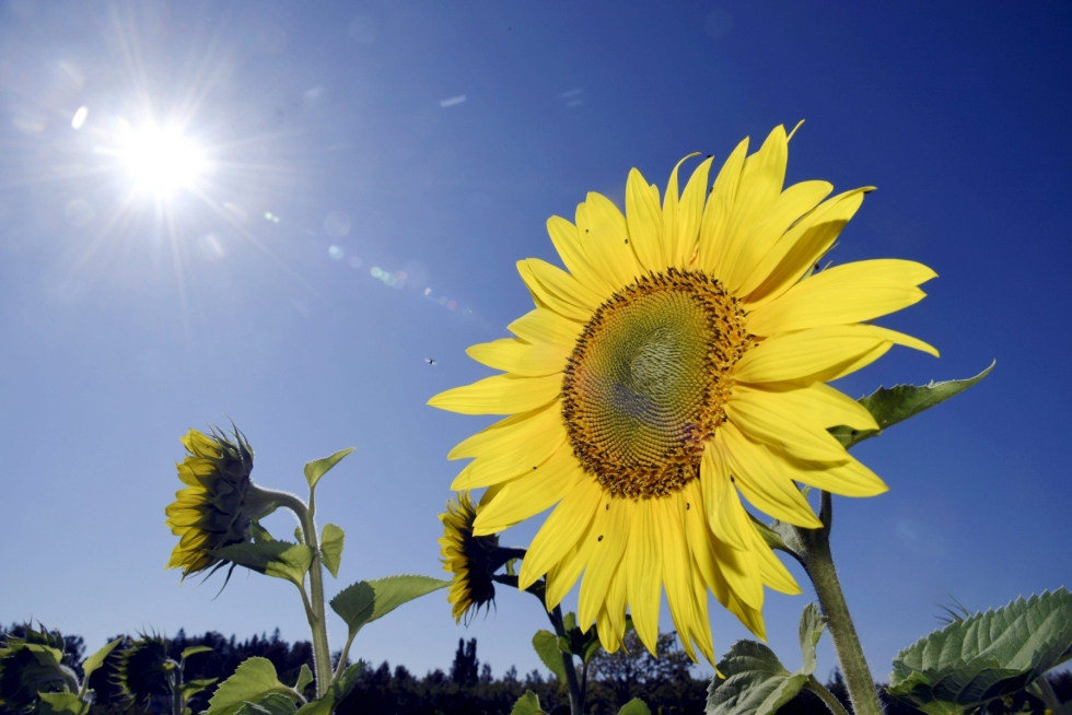 Auringonkukan kukkimiskausi osuu loppukesään tai alkusyksyyn. LEHTIKUVA / Markku Ulander