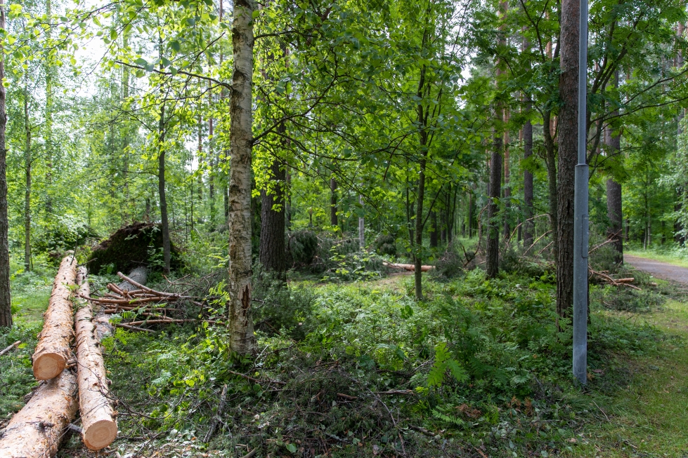 Puistometsiin kaatuneiden puiden raivaus kestää vielä viikkoja.