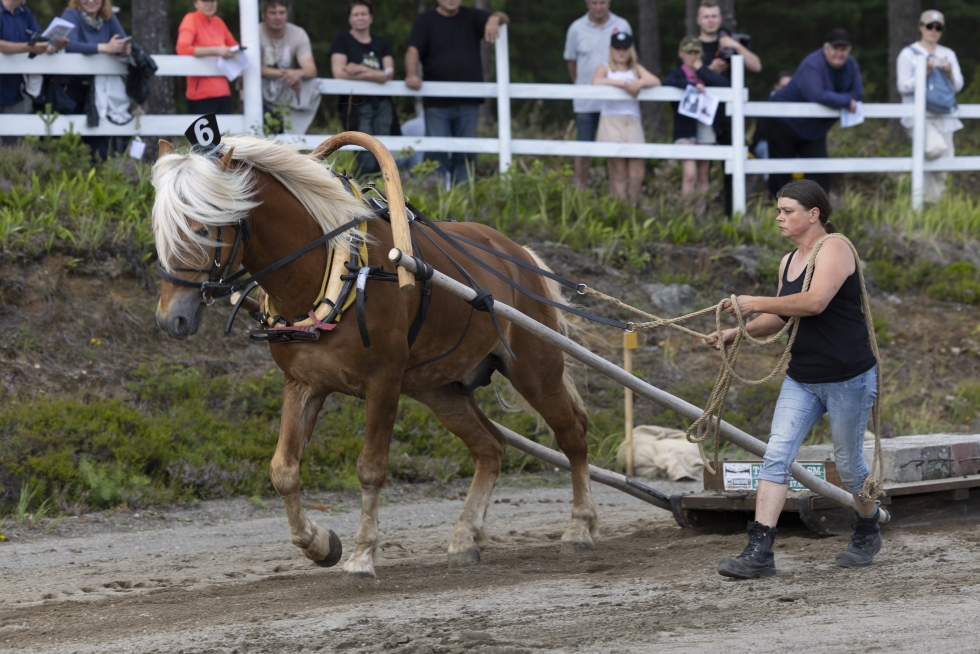 Heini Kuukka ja hevonen Kikan Sälli näyttivät, kuinka työhevoselta käy kuorman kiskominen.