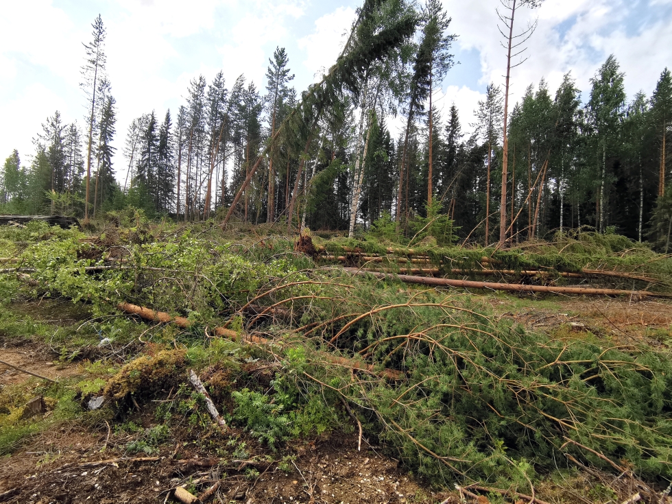Mika Kuusela kertoo, että myrsky kaatoi keskenkasvuista metsää juuri pahimmassa vaiheessa.
