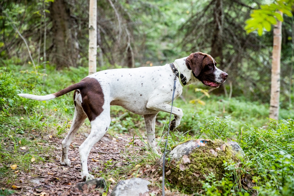 Pyiden seisonta. Metsässä koiran vaistot ottavat herkästi vallan, jonka vuoksi koira on erityisen tärkeää pitää kiinni.