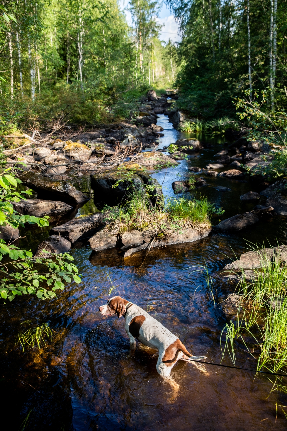 Kuumalla säällä koiran jaksamista helpottaa viilentyminen. Samalla purosta voi juoda.