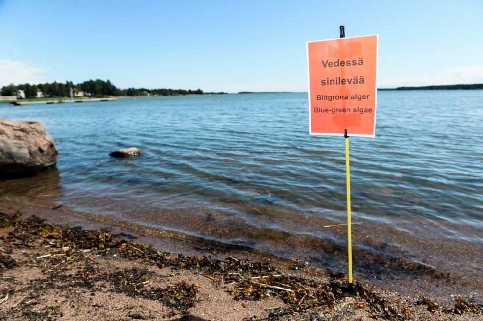 Suomen ympäristökeskus kertoo, että sinilevähavainnot ovat lisääntyneet merialueilla huomattavasti. Kuva Espoon Matinkylän uimarannalta. LEHTIKUVA / Mikko Stig
