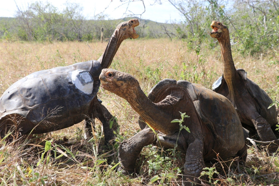 Ecuadorissa syyttäjät ovat ilmoittaneet tutkivansa epäiltyä neljän jättikilpikonnan metsästystä ja tappamista Galapagossaarilla. Arkistokuva. LEHTIKUVA/AFP/Parque Nacional Galapagos