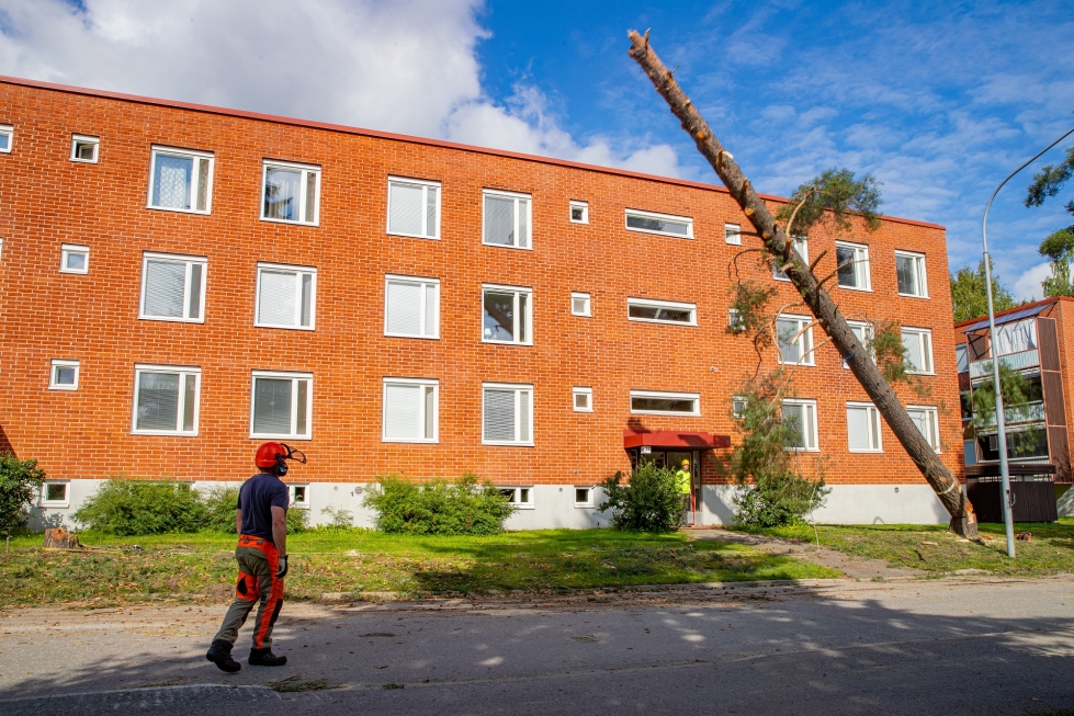 Metsuri Harri Hiltunen kaatoi Vehkalahdentien varresta puita. Kaadettujen puiden tilalle istutetaan uutta kasvillisuutta remontin loppuvaiheessa.