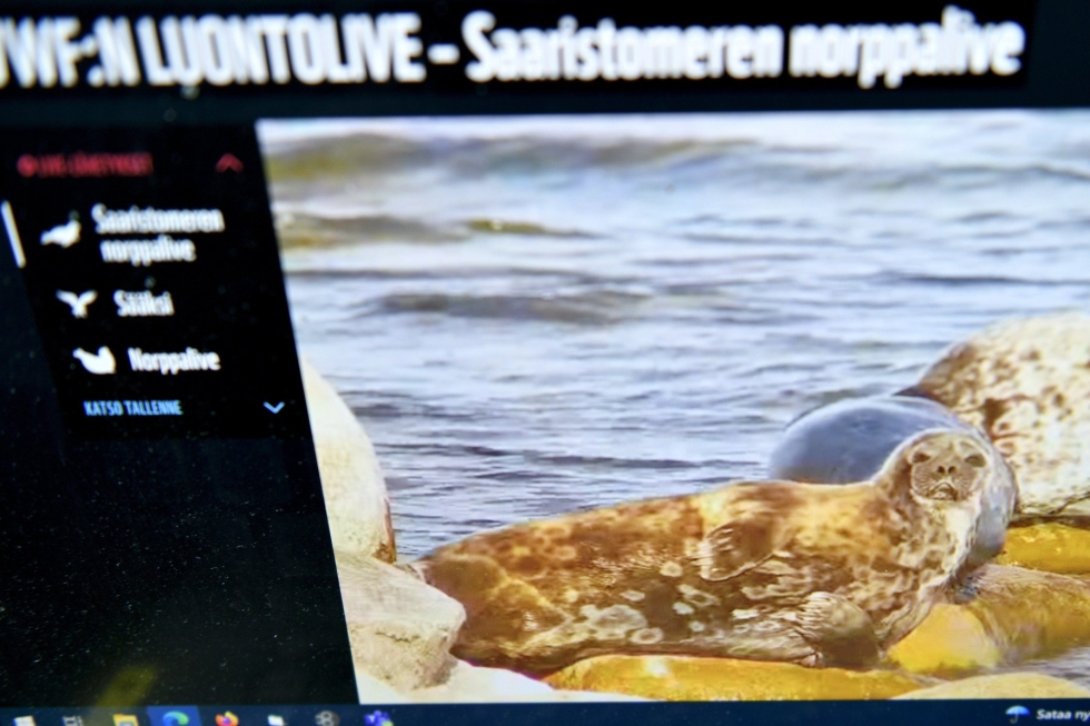 Lähetyksessä seurataan itämerennorppia Saaristomerellä. Lehtikuva / Heikki Saukkomaa