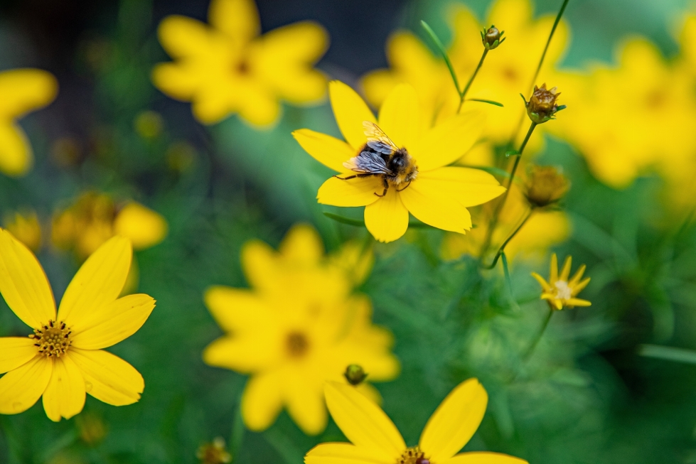 Mehiläinen käyttää ravinnokseen kukkien mettä ja ruokkii toukkiaan siitepölyllä.