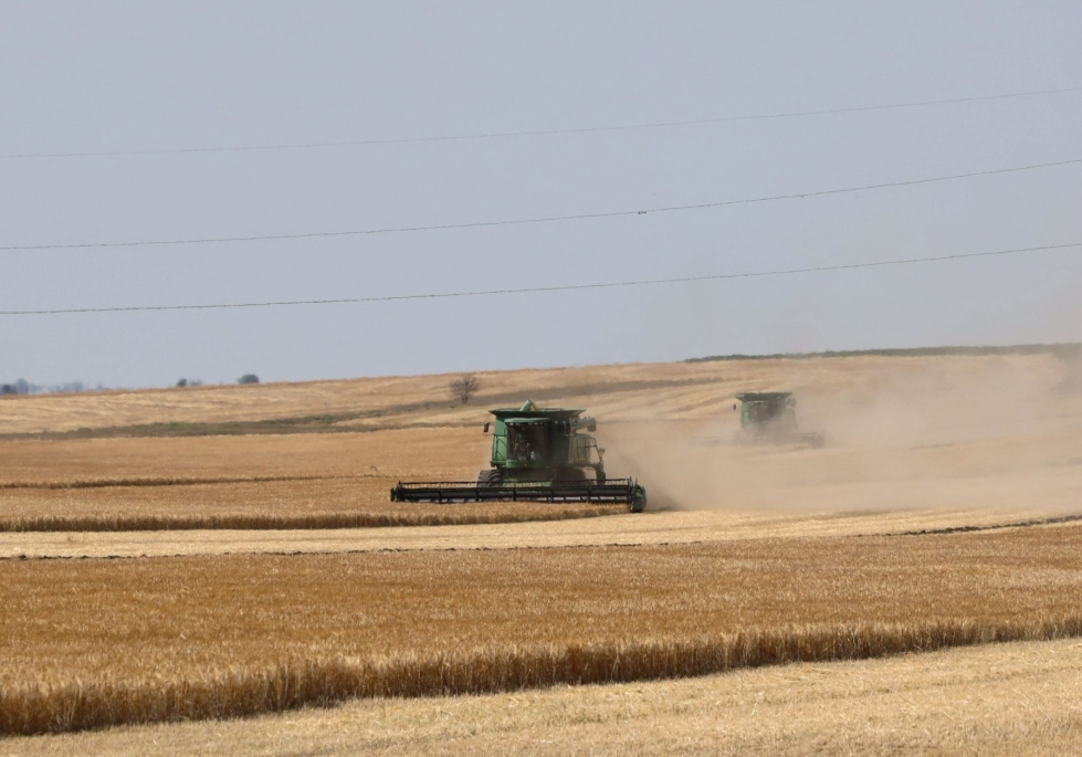 Ukraina on yksi suurimmista viljanviejistä. Kuva vehnäpellolta Odessan alueelta on kesäkuulta. LEHTIKUVA / AFP